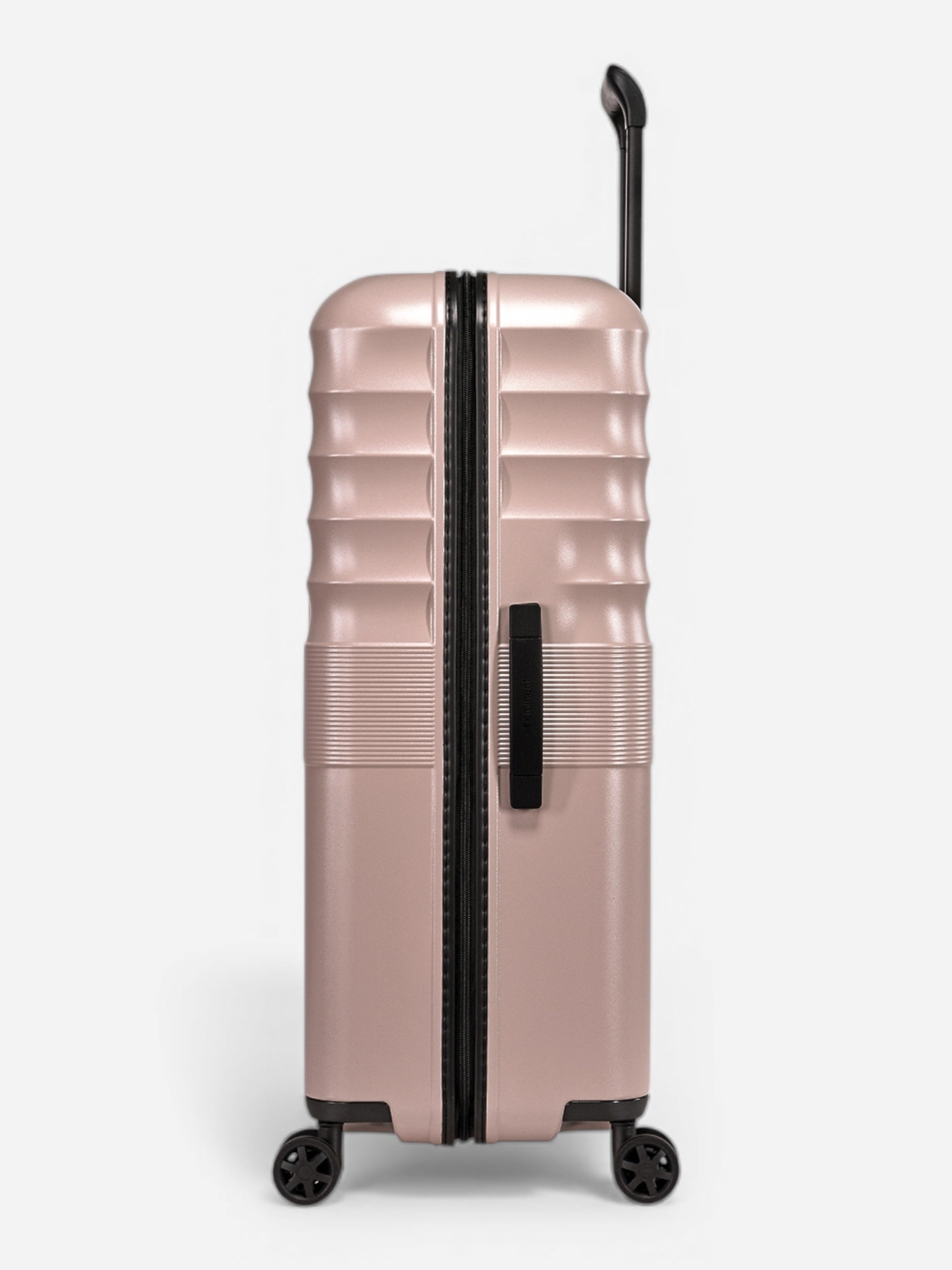 Dandelion - Set / Rose