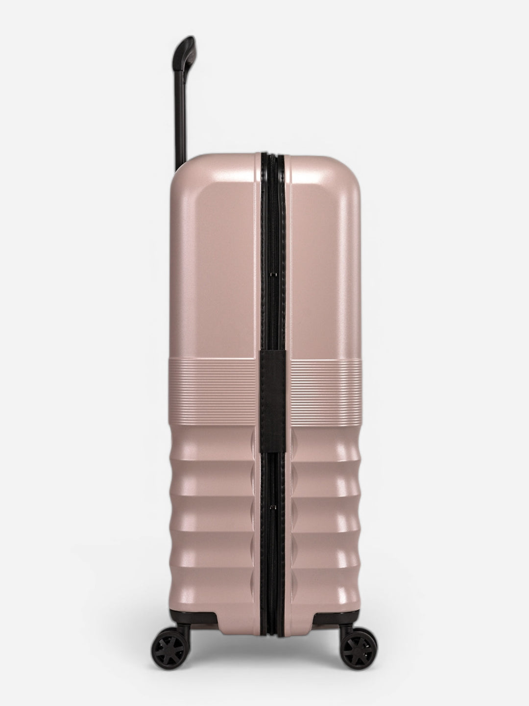 Dandelion - Set / Rose